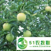 大量供應(yīng)山東金帥蘋果