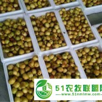 冬棗產(chǎn)地批發(fā)價格 貨源足