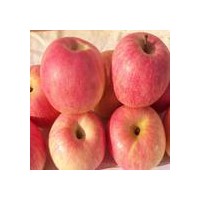 陜西膜袋紅富士蘋果
