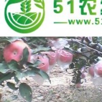 2015紅富士蘋果較新價(jià)格 紅富士基地 紅富士批發(fā)價(jià)格0.8元