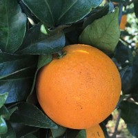 麻陽冰糖橙甜不甜