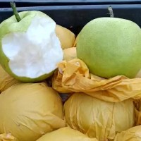 安徽碭山豐水梨