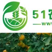 湖北柑橘批發(fā)/宜昌柑桔/自家蜜桔
