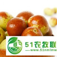 山西6萬畝冬棗、子彈頭棗基地誠招客商