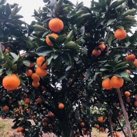 **臨海涌泉蜜桔蜜橘采摘