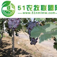 齊齊哈爾綠泉春提子種植合作社小貼士，葡萄品種小分類