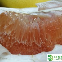 廣西蜜柚新鮮柚子