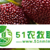 蘭溪楊梅批發(fā)-馬澗新農(nóng)夫果蔬-蘭溪楊梅供應(yīng)商