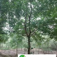 供應**烏桕8公分10公分12公分15公分18公分烏桕較新價格