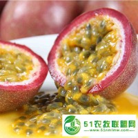 廣西百香果種植,原生態(tài)百香果,綠源百香果種植基地批發(fā)