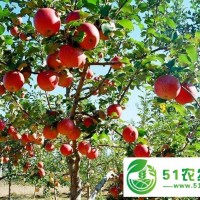 乾縣蘋果價格,咸陽蘋果哪家便宜