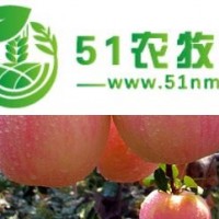 陜西大荔紅富士蘋果上市報價走勢
