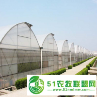花卉薄膜溫室大棚 蘑菇種植大棚 農(nóng)業(yè)蔬菜大棚 的建設(shè)