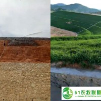 高鐵邊坡綠化施工-客土噴播植草-客土噴播植草施工