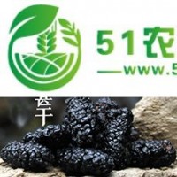 四川成都桑果果供應(yīng)漁門德昌**桑葚干,黑桑椹干,桑葚子