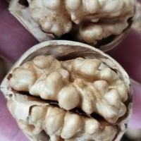 廠家185紙皮核桃新疆產(chǎn)地 果仁飽滿壞果率低