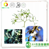 供應(yīng)白果槲寄生葉提取物 黃酮 三萜內(nèi) 植物提取物