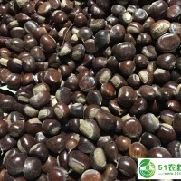 大量**批發(fā)：河北板栗 邢臺(tái)板栗 漿水板栗 ** 歡迎廣大客戶來(lái)電咨詢