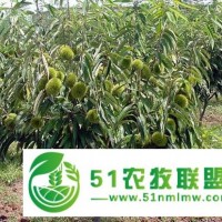 供應(yīng)板栗樹(shù)苗/山東板栗樹(shù)苗/板栗樹(shù)苗價(jià)格/板栗樹(shù)苗品種