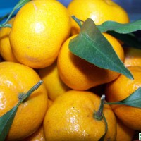 乾縣橘子價(jià)格,乾縣橘子哪家便宜