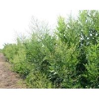 雙季槐米樹苗1公分雙季槐2公分雙季槐