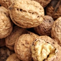 新疆核桃廠家**一手貨源