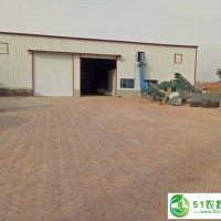 花生果篩選，花生果供應