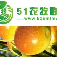 原產(chǎn)地現(xiàn)摘純*山東冬棗*代辦