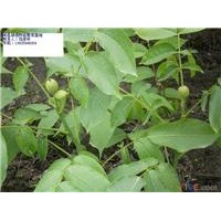 供應核桃苗 嫁接核桃苗 8518核桃苗 早實核桃苗山西絳縣核桃苗