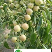 **鮮脆棗供應(yīng)商