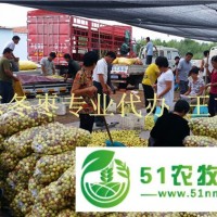 1噸起批山冬棗產(chǎn)地裝車(chē)