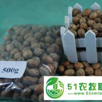 五眼果、五眼六通菩提