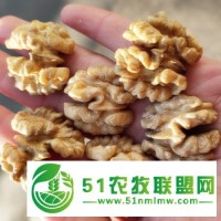 出口核桃仁工廠大量供應(yīng)尖白核桃仁，普白核桃仁出口可做商檢18830175665