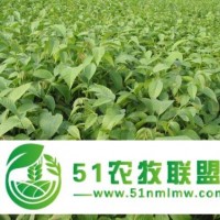 香玲核桃苗批發(fā) ，香玲核桃苗價(jià)格批發(fā)