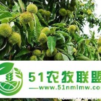 **板栗苗、大果板栗樹苗