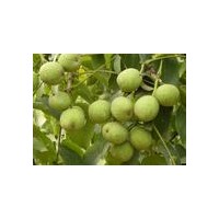 供應(yīng)核桃苗，薄殼核桃苗，核桃品種苗，核桃苗什么品種好，適合種什么核桃苗