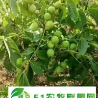 供應**核桃苗、山西核桃苗、核桃苗種植技術