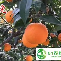 晚熟臍橙新品種倫晚臍橙苗倫晚臍橙杯苗批發(fā)