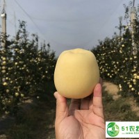 維納斯黃金蘋(píng)果苗**、維納斯黃金蘋(píng)果苗價(jià)格