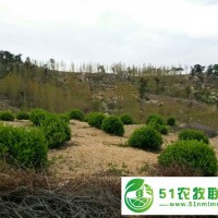 果樹(shù)