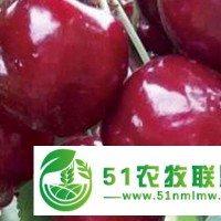 六安果樹(shù)苗批發(fā)_桃樹(shù)苗基地_莊順果樹(shù)