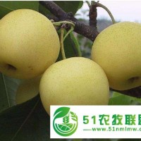 仁懷梨樹苗基地** 梨子樹苗