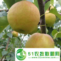 冬季給梨樹(shù)苗刮皮應(yīng)該注意的細(xì)節(jié)