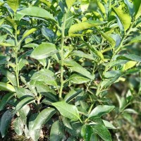 紅美人柑橘及樹苗_象山犇犇家庭農(nóng)場提供紅美人及多種柑橘、樹苗