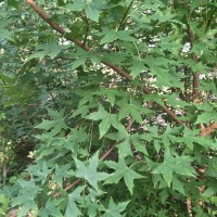 秦皇島綠化苗木供應(yīng)