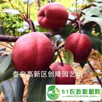 脆甜柿子苗品種介紹，甜柿子樹(shù)苗價(jià)格