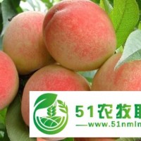 唐山桃子供應(yīng)