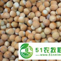 岫巖滿族自治縣平歐大果榛子供應(yīng)，岫巖滿族自治縣平歐大果榛子銷售