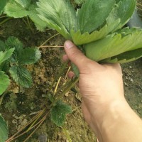 云南草莓苗、草莓苗詢價