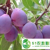 **紅喜梅李子樹苗外形美觀